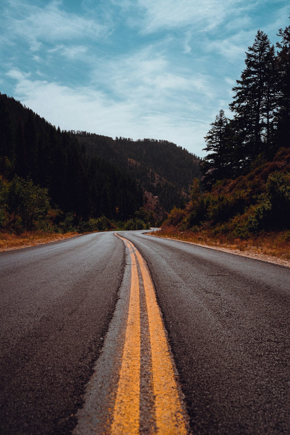 an empty road in the middle of a forest