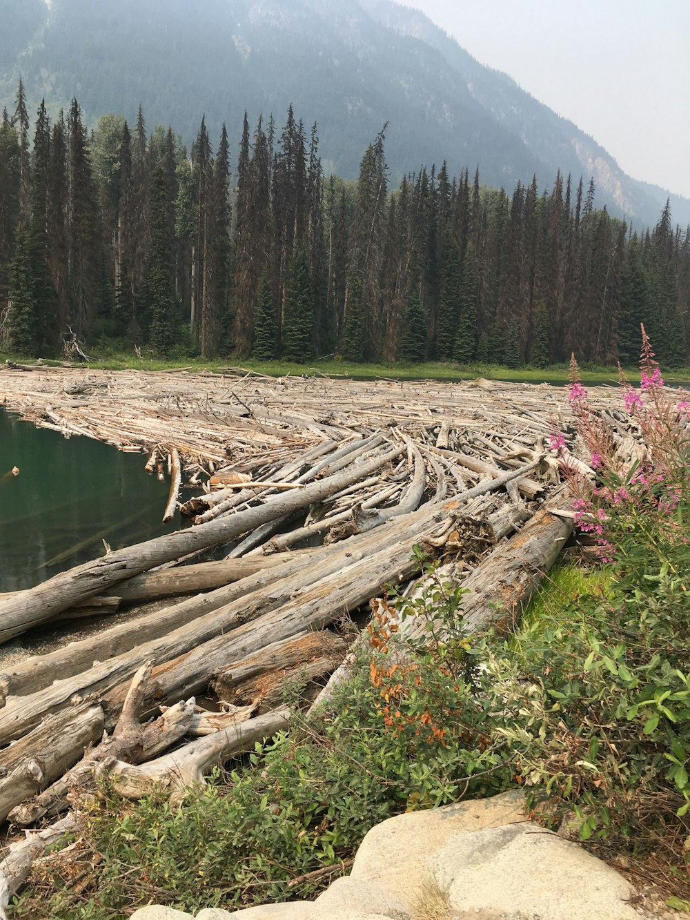 a large amount of logs laying on the ground