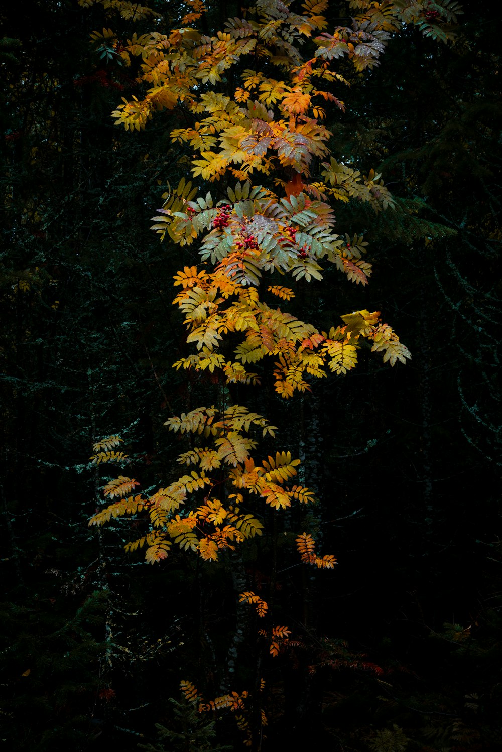 a tree with yellow and red leaves in the dark