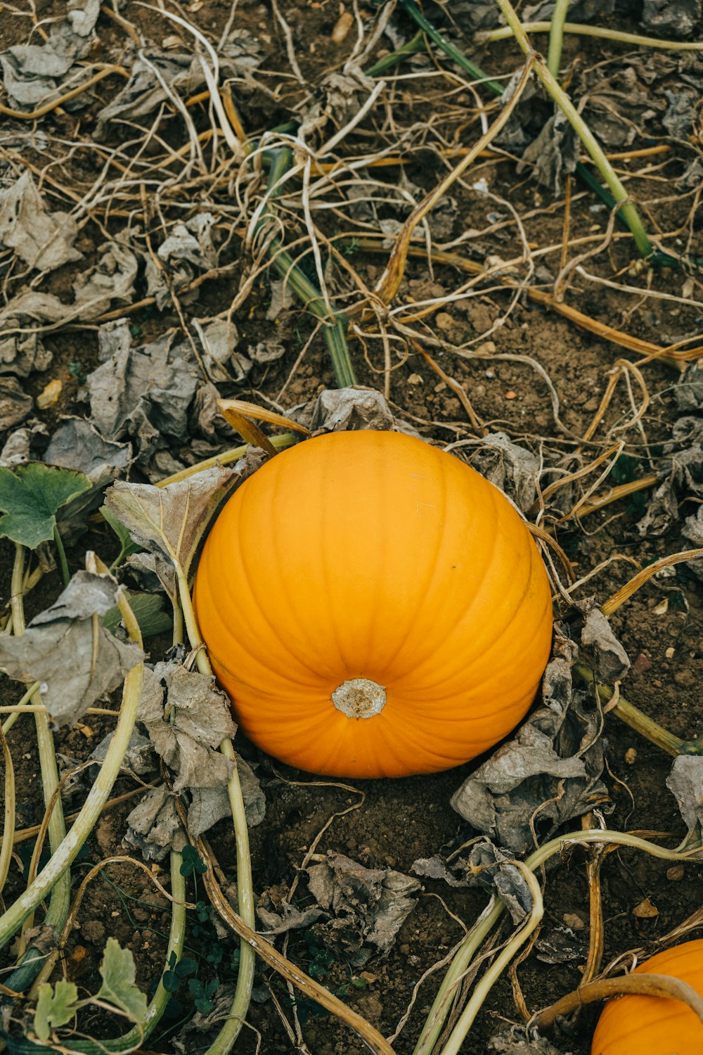 two pumpkins laying on the ground in the dirt