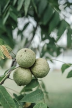 a bunch of green fruit hanging from a tree