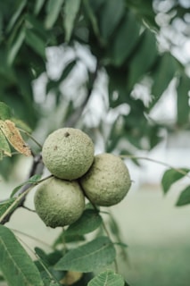 a bunch of green fruit hanging from a tree