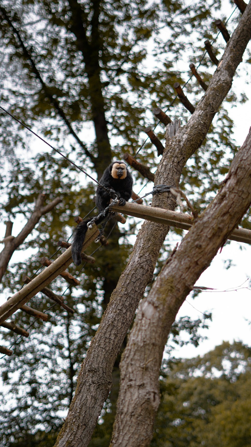 a bird sitting on top of a tree branch