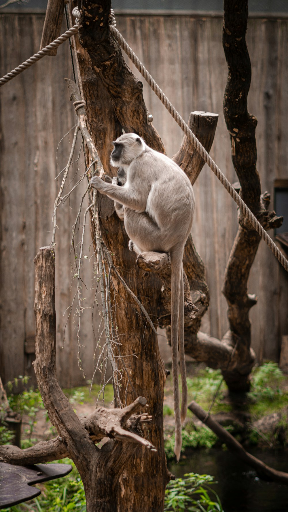 a monkey is sitting on a tree limb