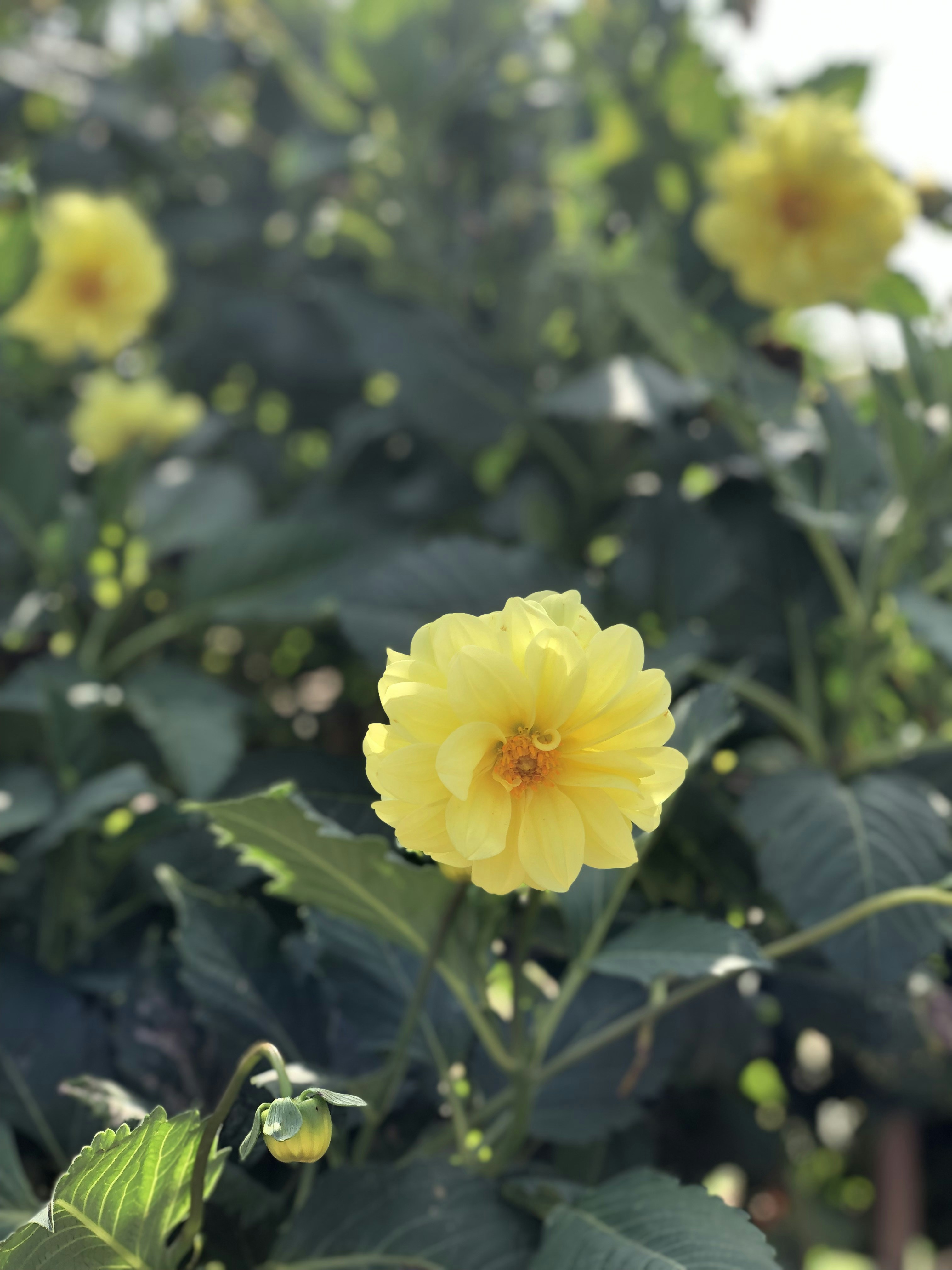 Photo by sunshinestudio82