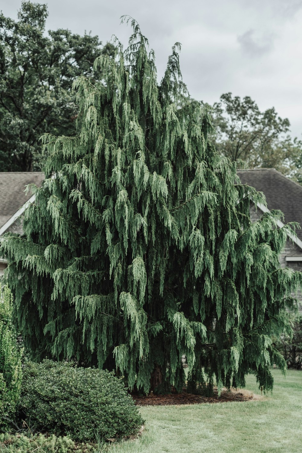 a large green tree in front of a house