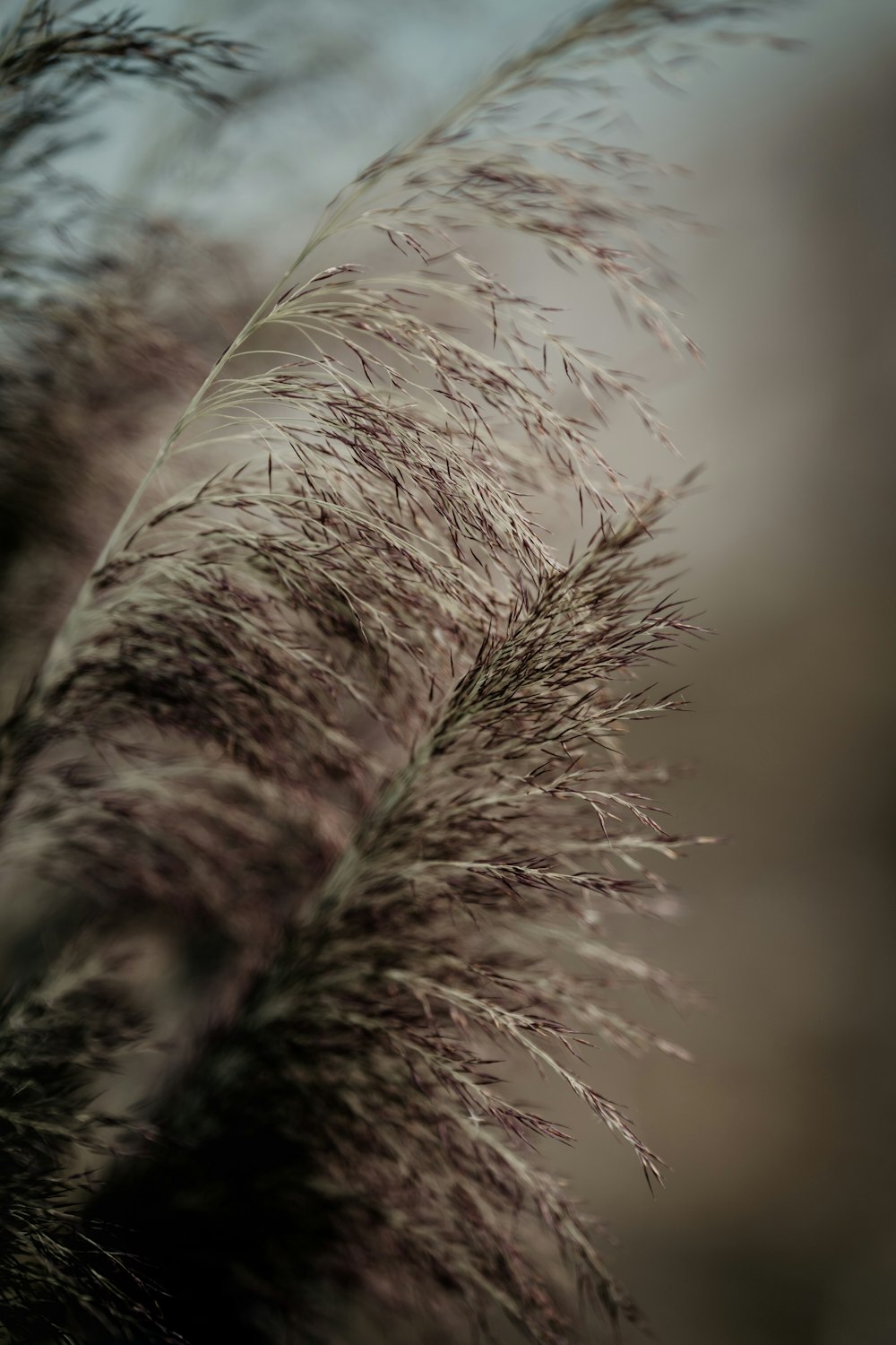 a close up of a plant with long grass