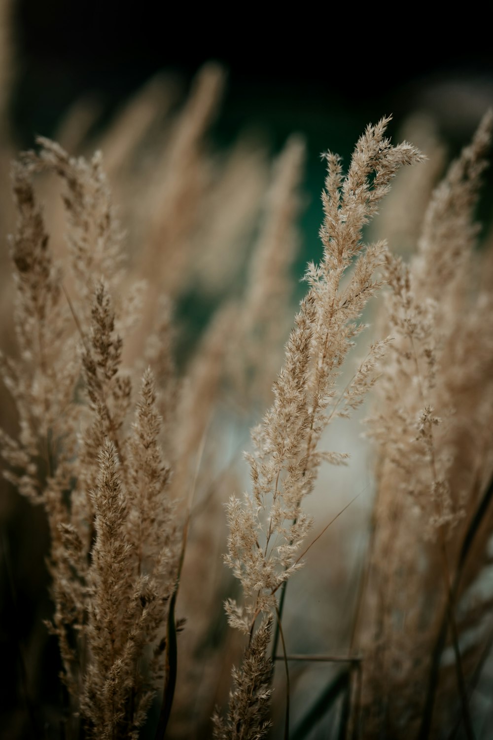 a close up of a bunch of tall grass