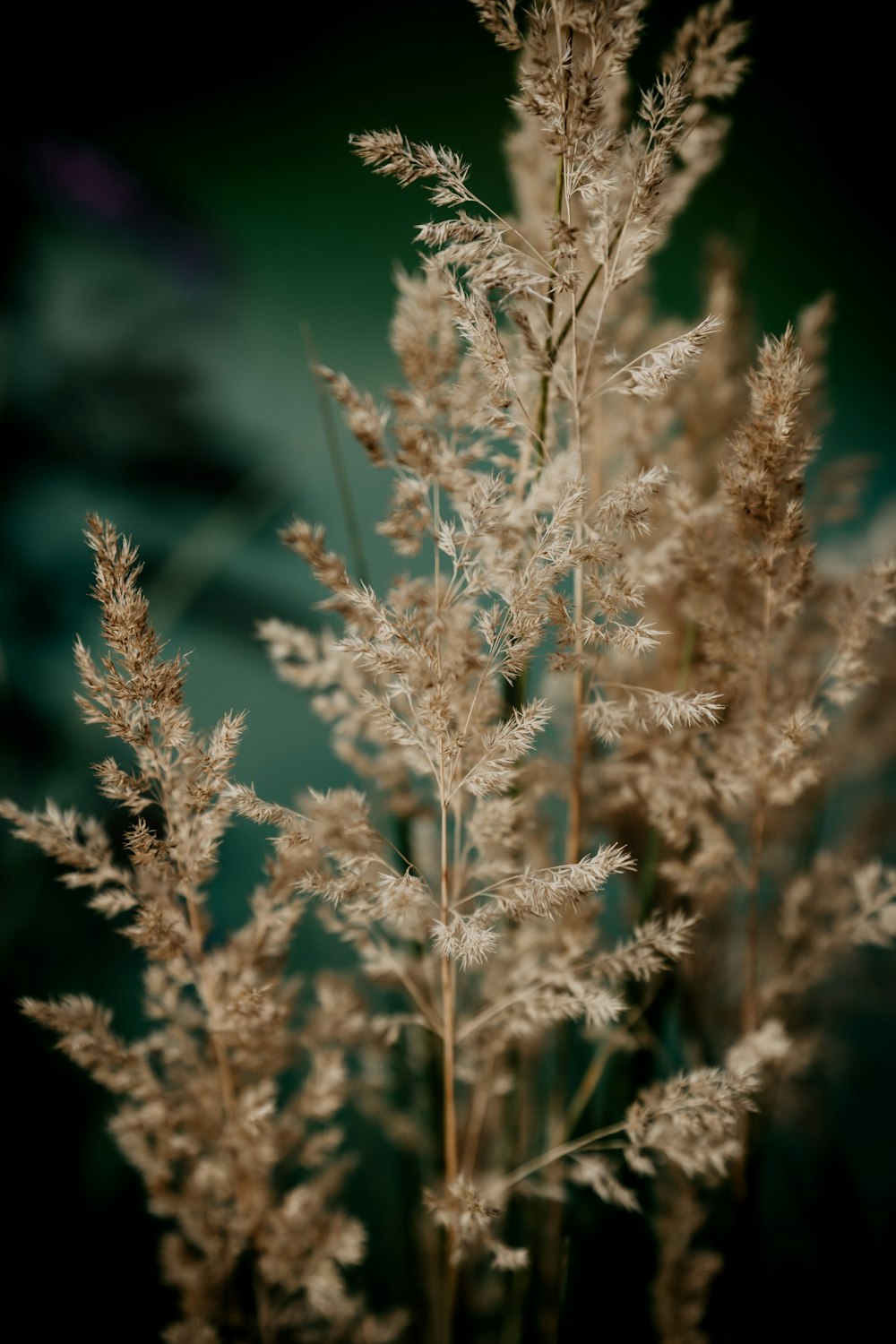 a close up of a plant with lots of leaves