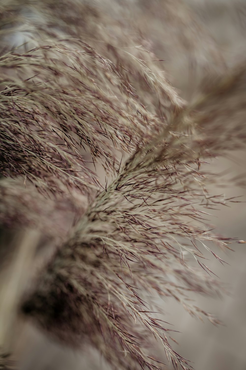 a close up view of a plant with long, thin grass