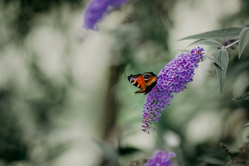 a small orange and black insect on a purple flower