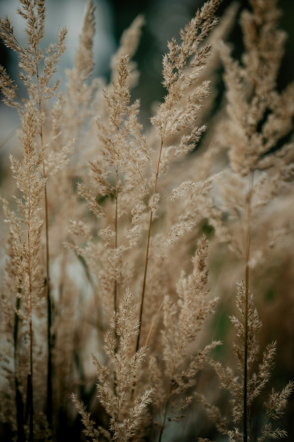 a close up of a bunch of tall grass