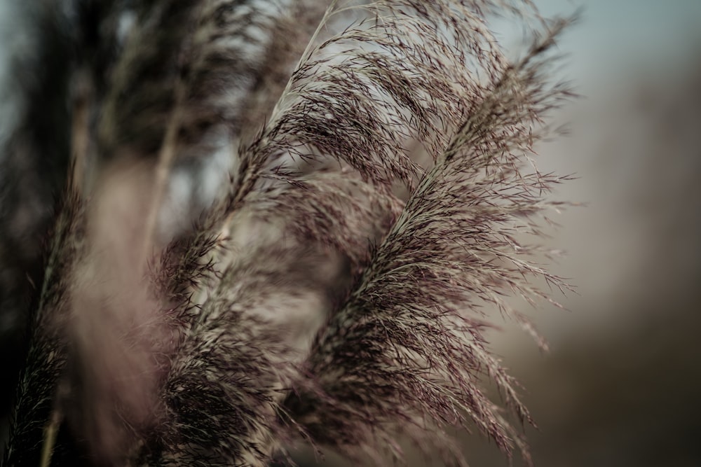 a close up of a bunch of grass