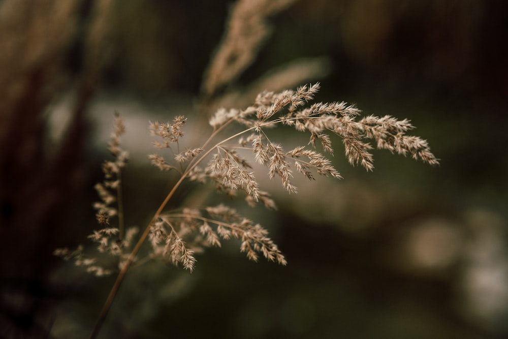 a close up of a plant with a blurry background