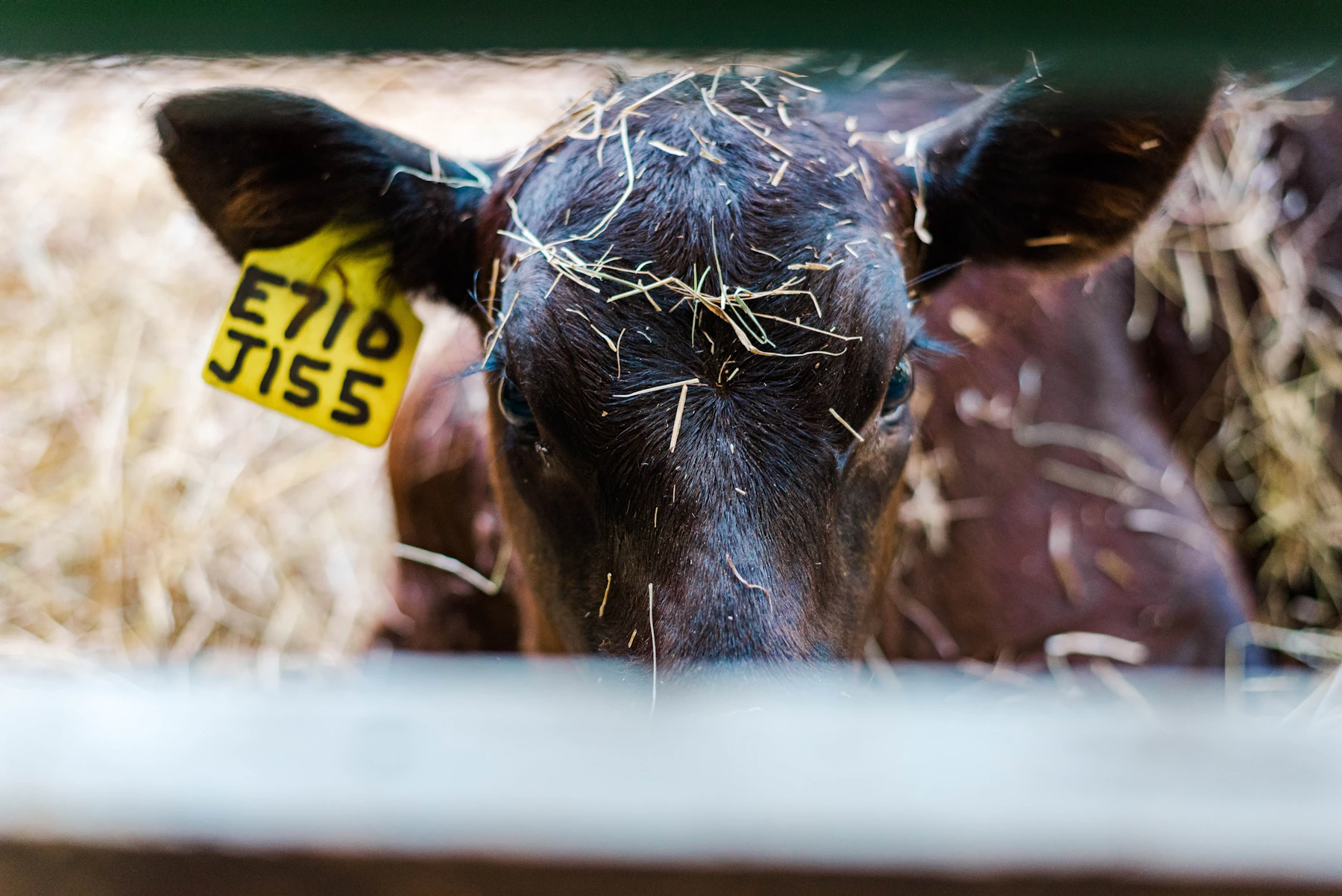 A young calf with a yellow numbered ear tag peering over a rail, straw caught on its head