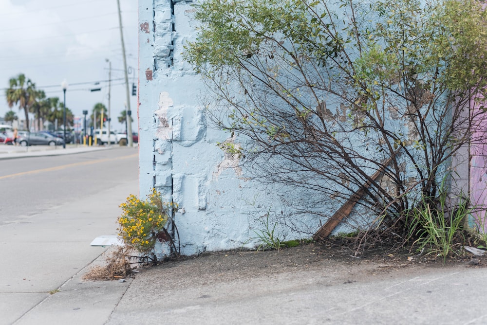 a tree leaning against a wall on the side of a road