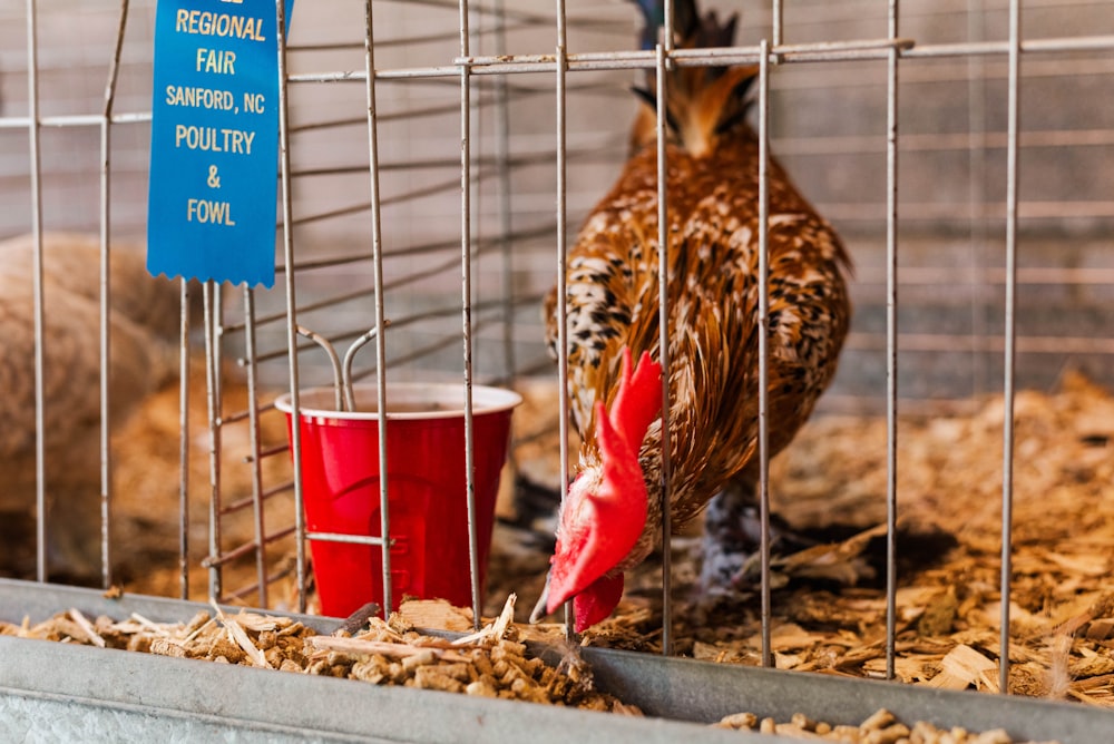 two chickens in a cage eating food out of a red cup