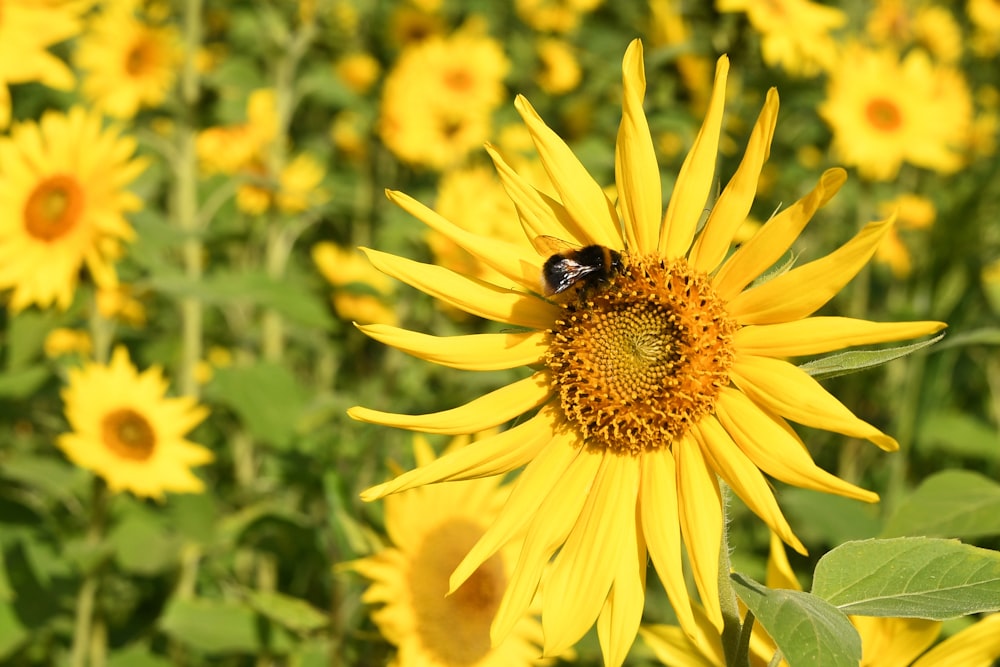 a bee on a sunflower in a field of sunflowers