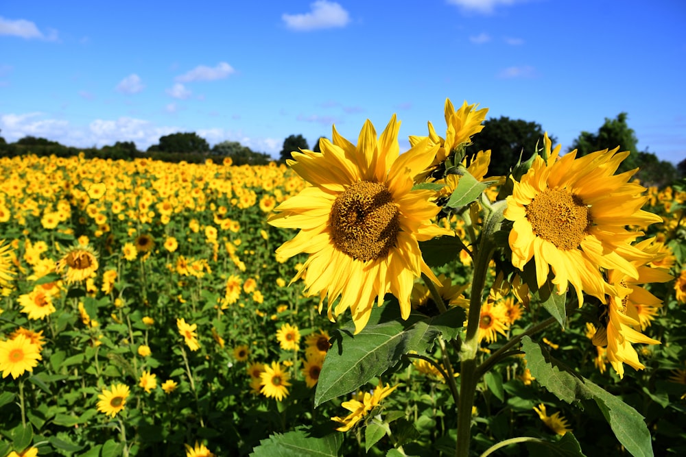 a field of sunflowers with a blue sky in the background