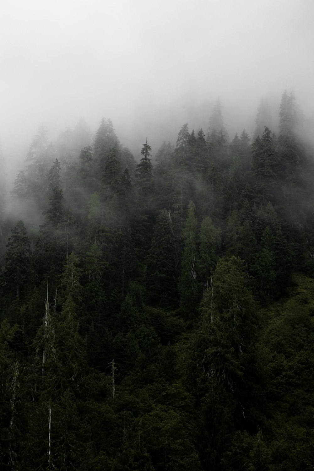 a forest covered in fog and low lying clouds