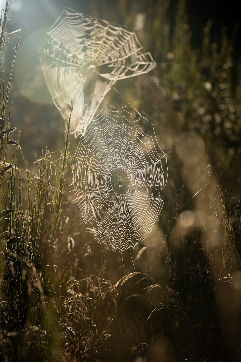 a spider web sitting in the middle of a field