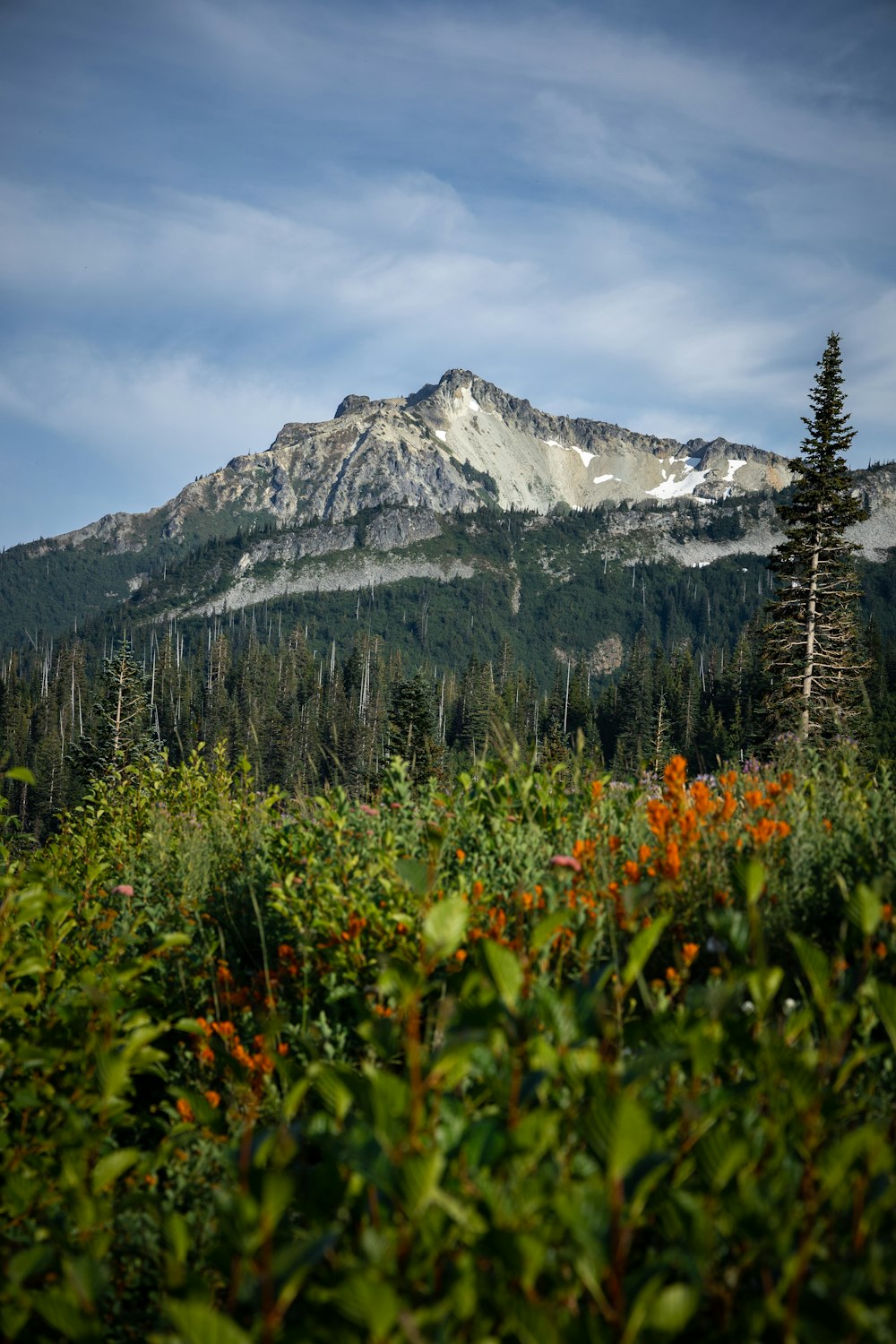 a view of a mountain with trees and flowers in the foreground