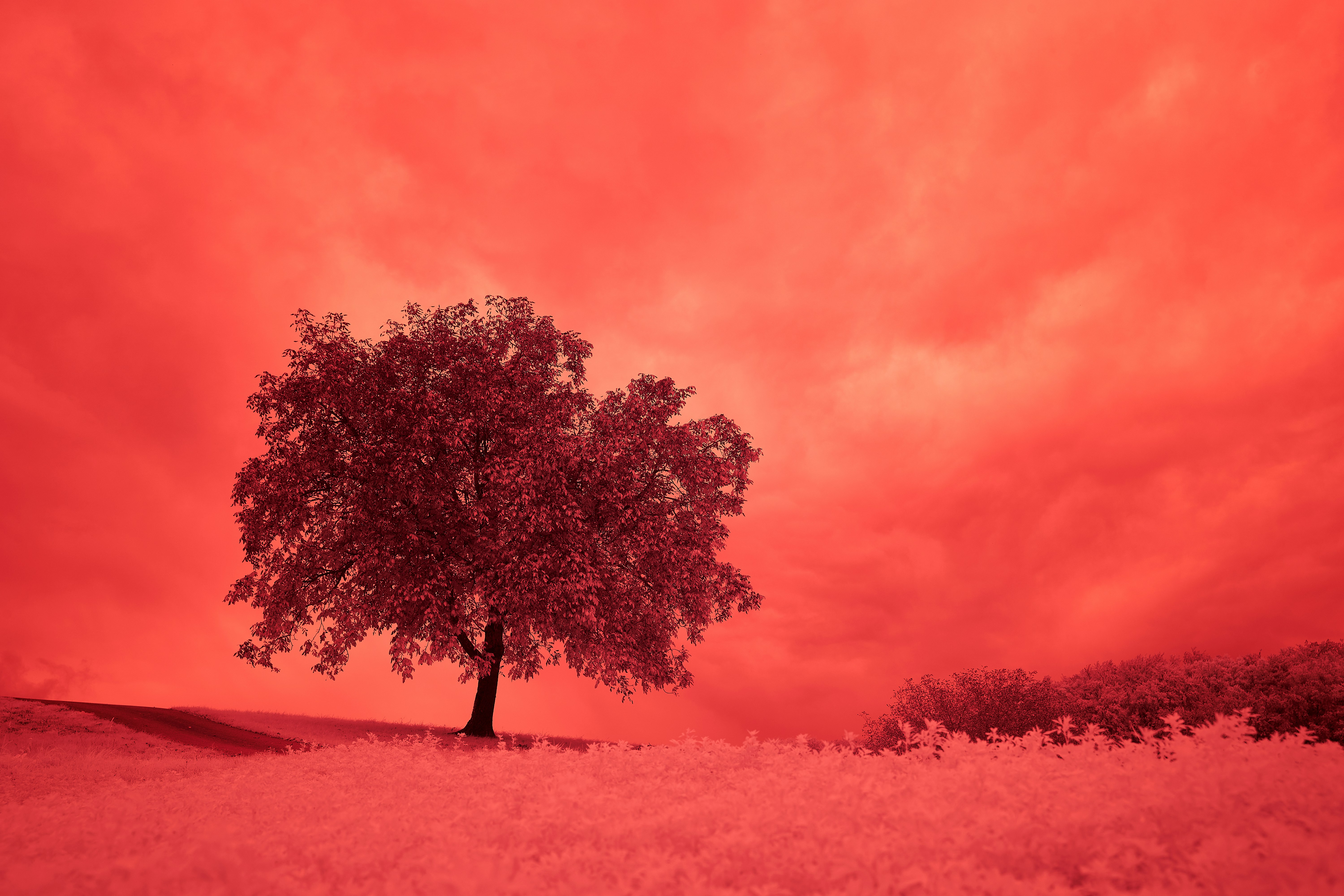 Photo by wolfgang_hasselmann