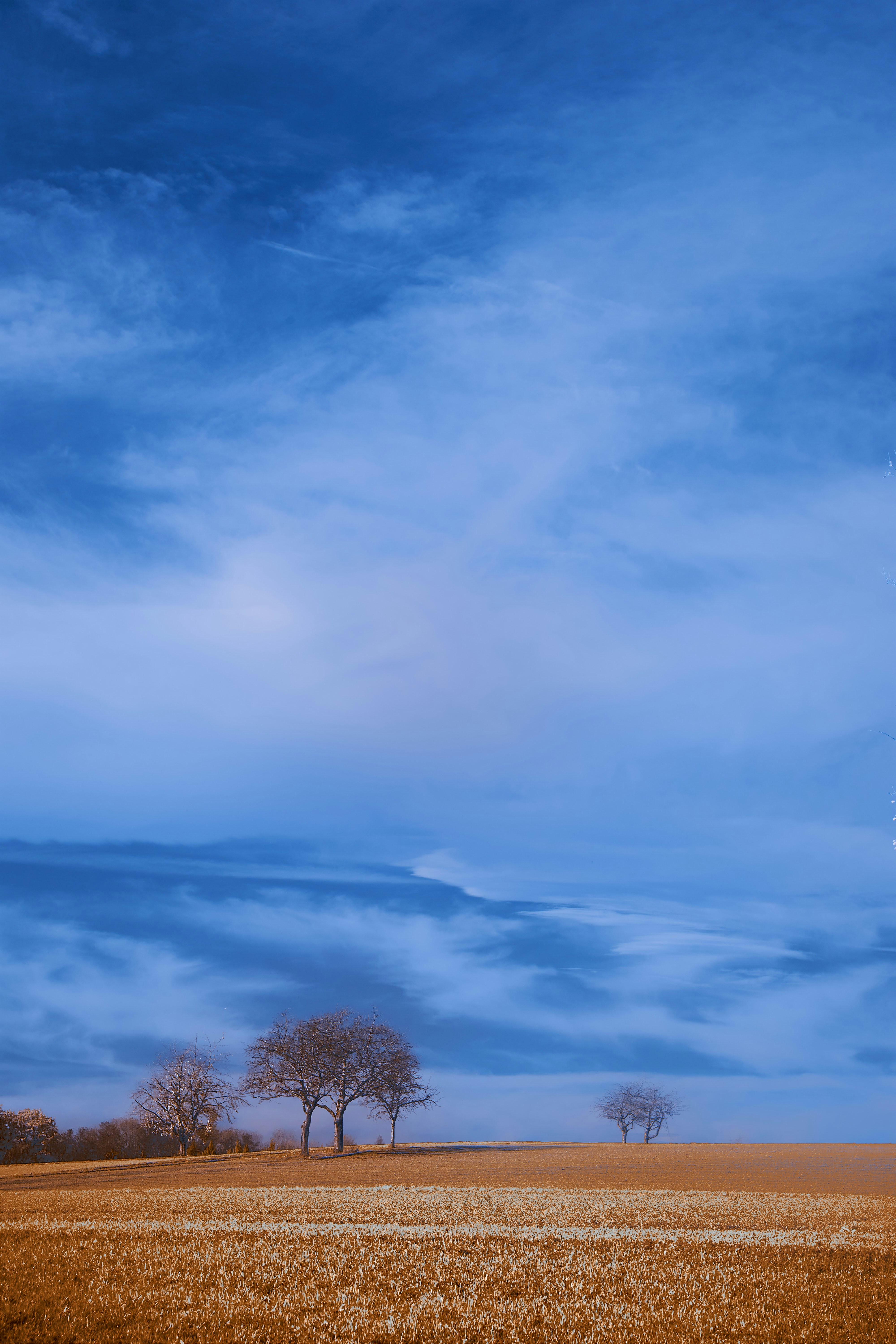 Two trees in a field under a blue sky photo – Free Blue Image on Unsplash