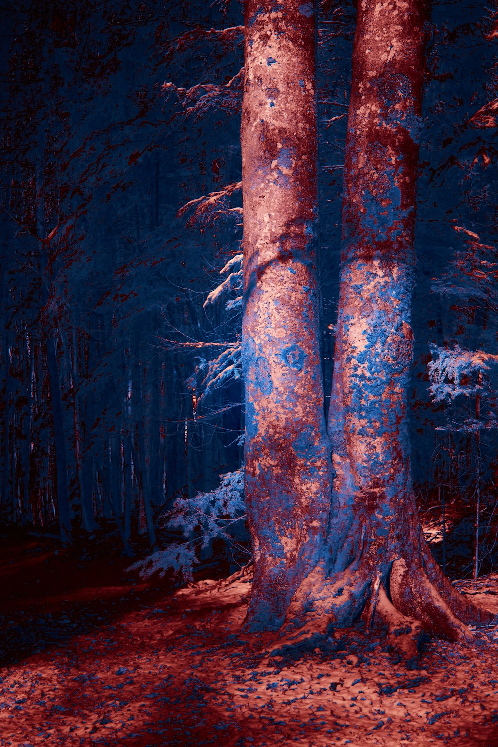a red and blue photo of a forest