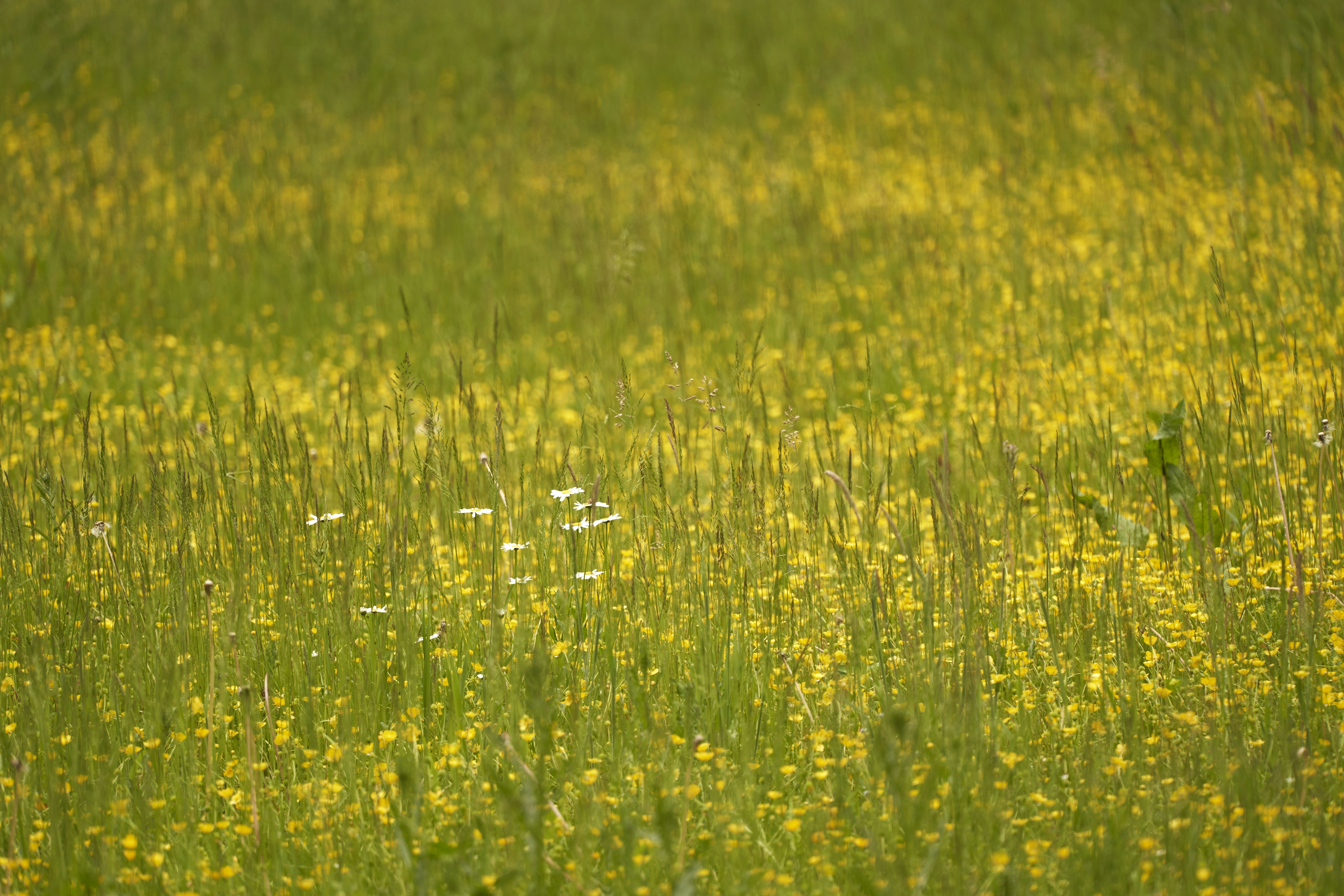 Photo by wolfgang_hasselmann