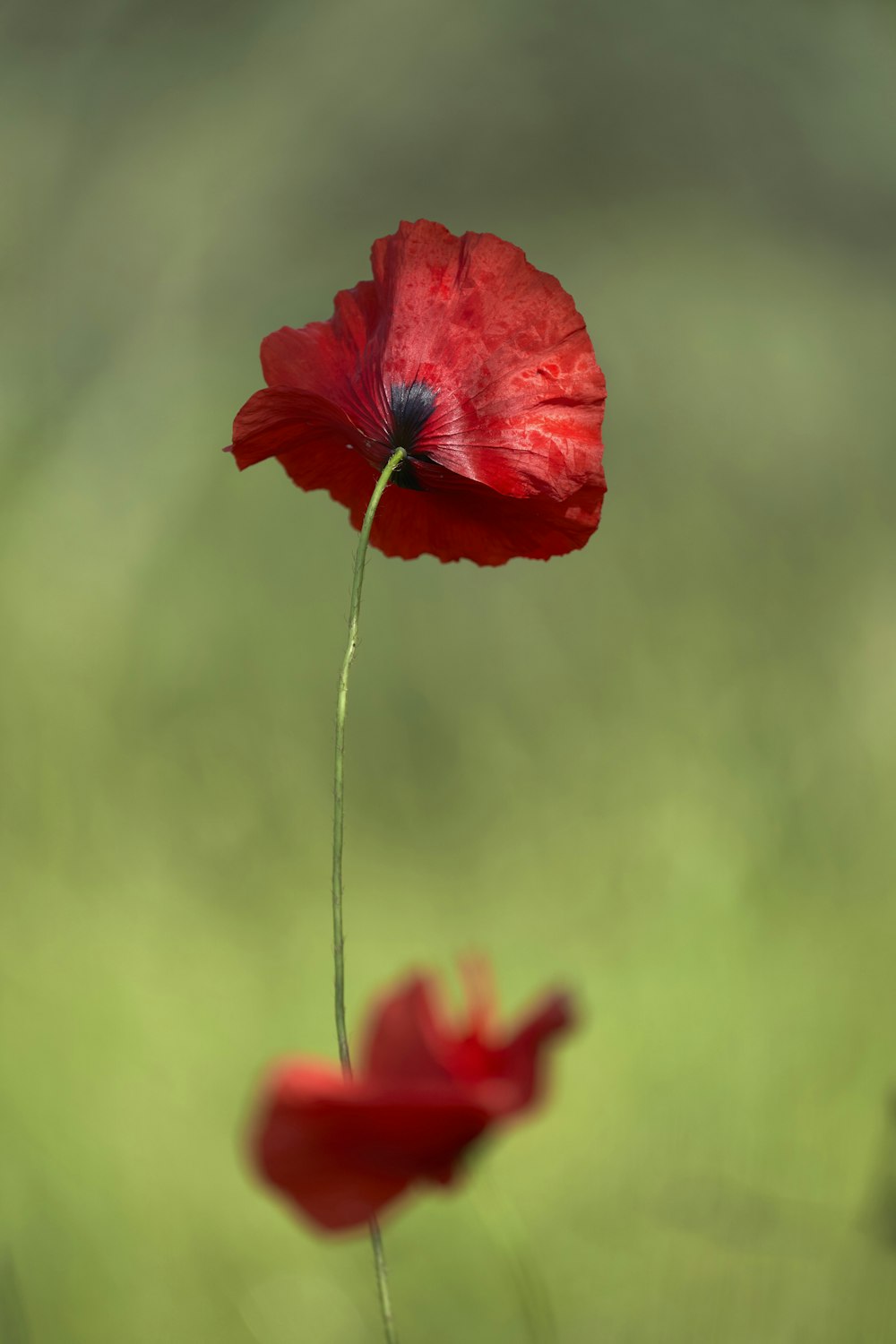 a single red flower with a green background