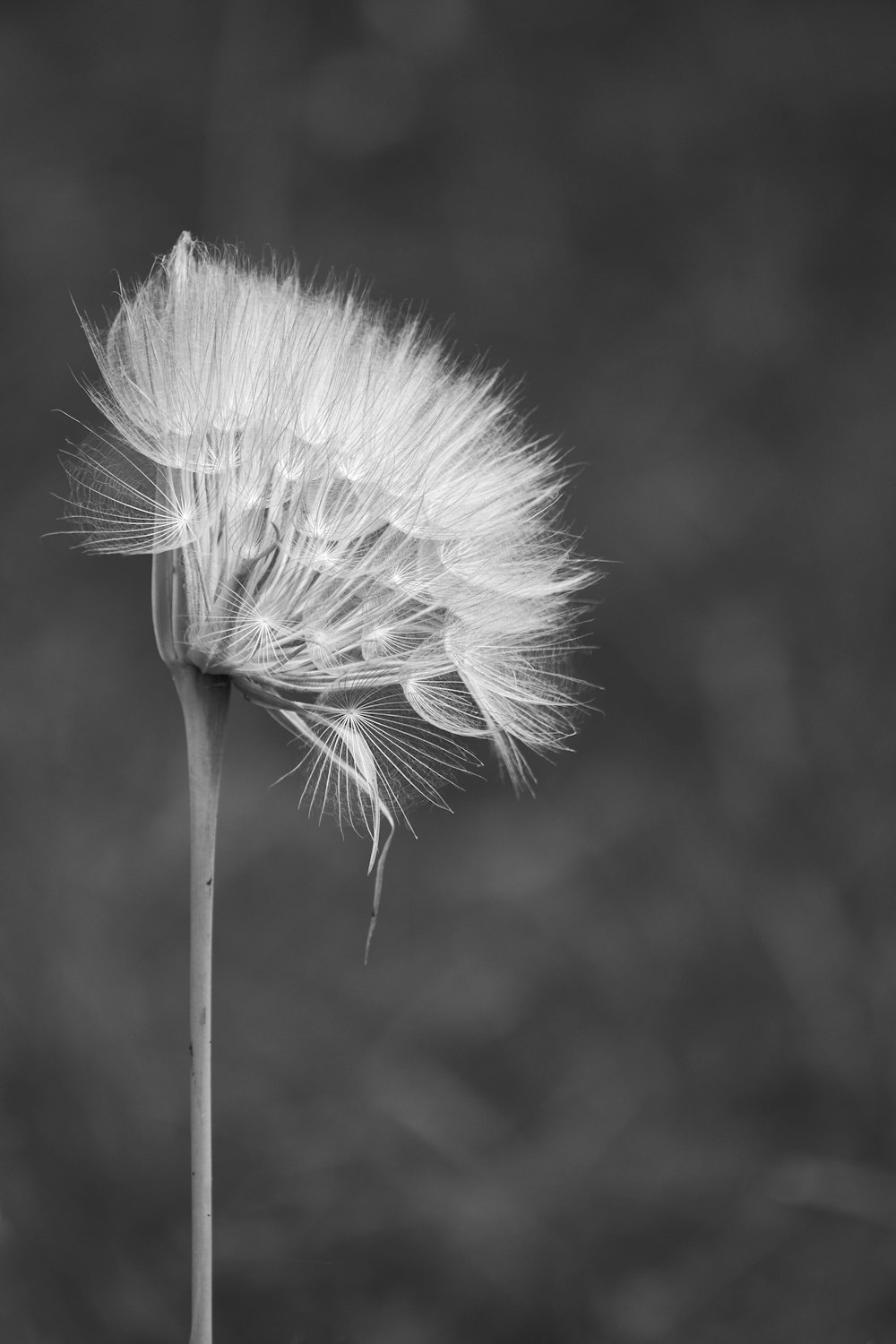 a black and white photo of a dandelion