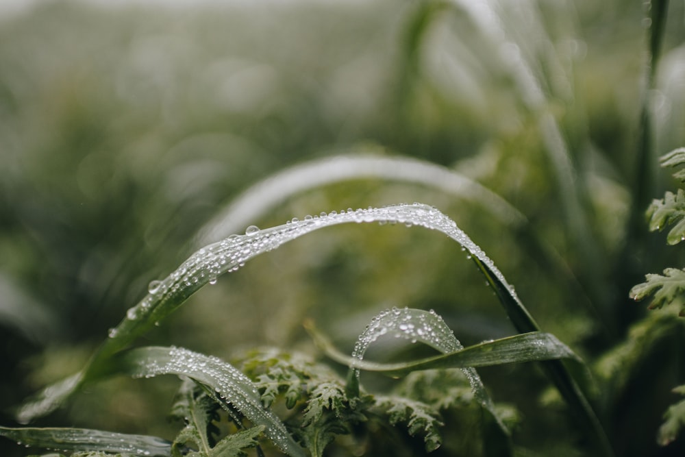 a close up of a plant with water droplets on it