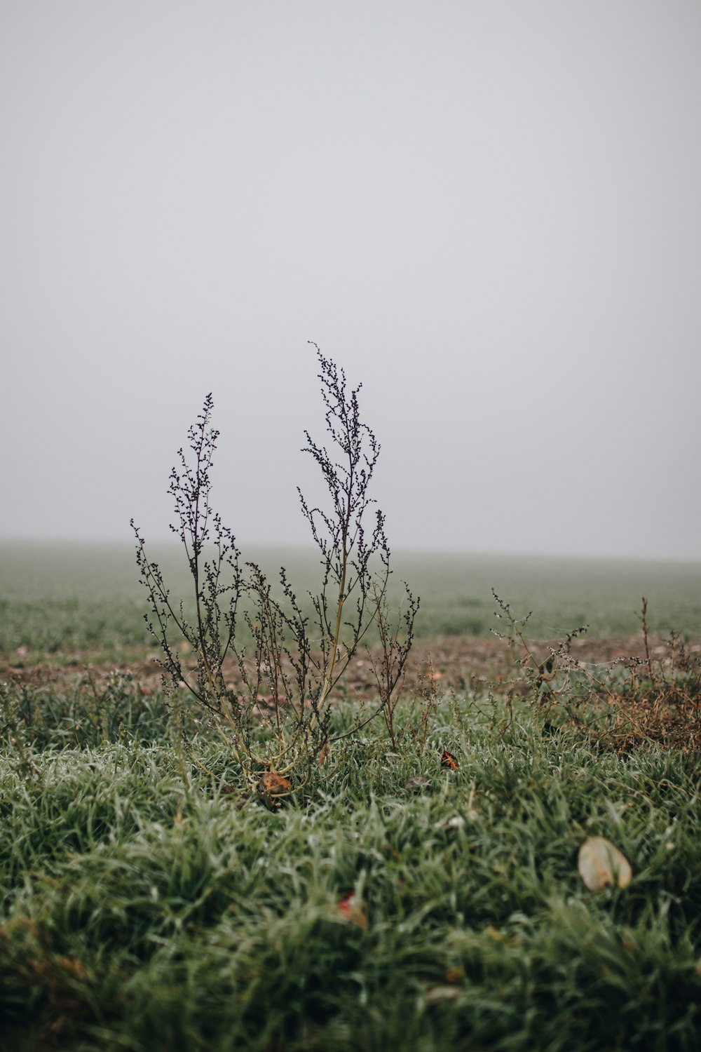 a lone plant in a grassy field on a foggy day