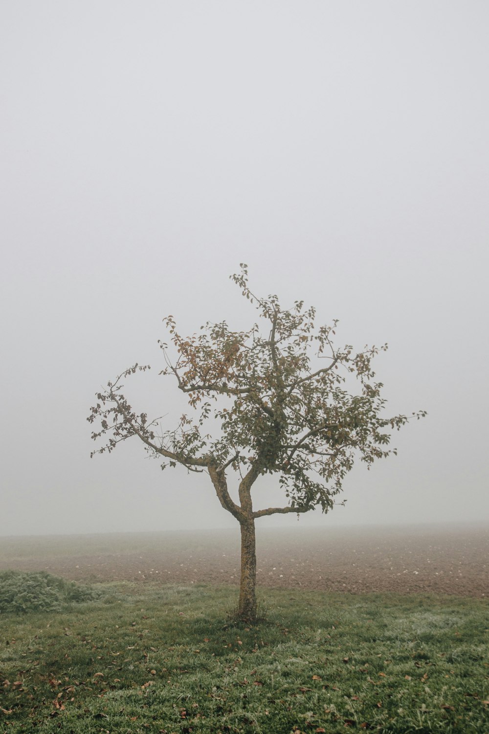 a lone tree in a field on a foggy day