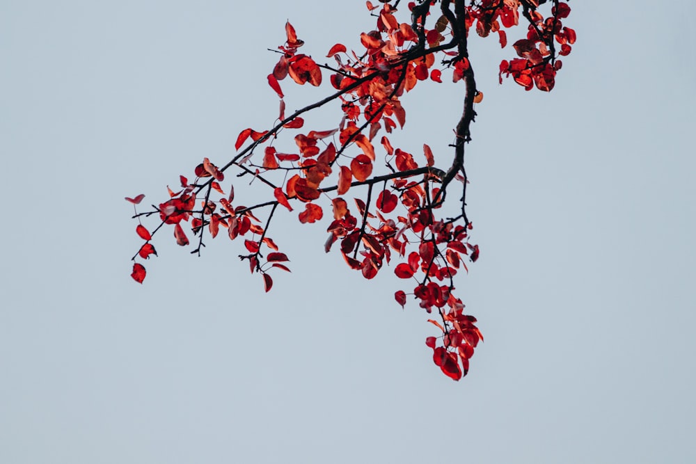 a tree branch with red leaves against a blue sky