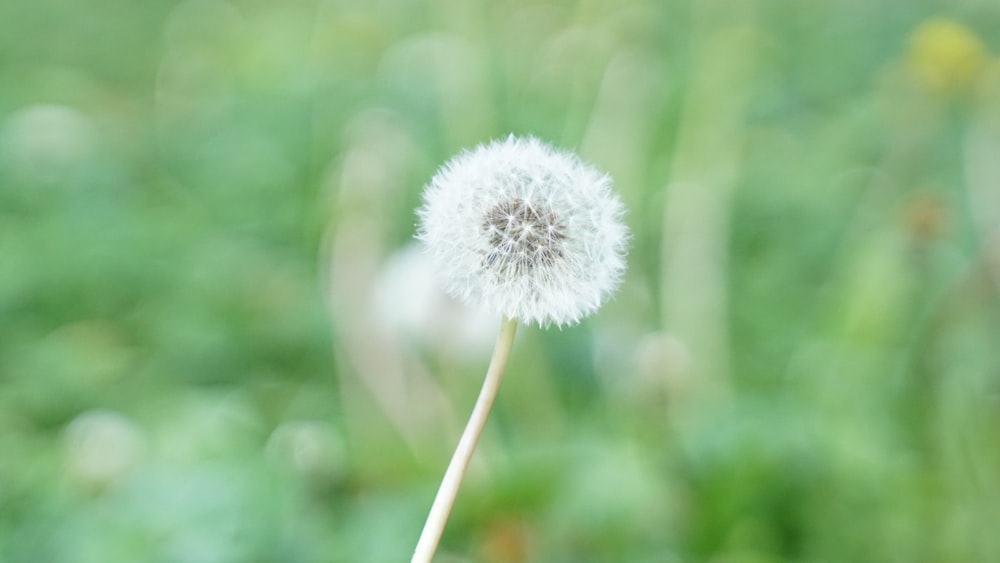 a dandelion flower with a blurry background