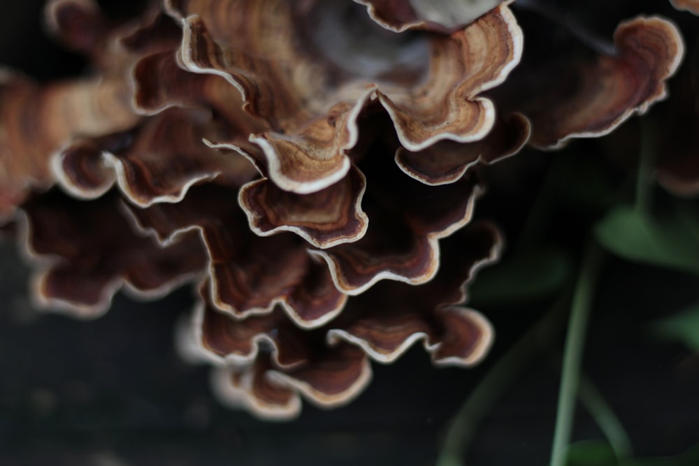 a close up of a bunch of mushrooms