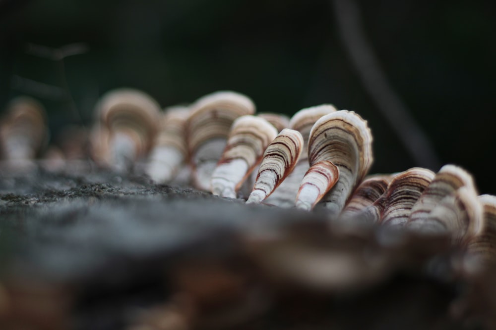 a group of shells sitting on top of a rock