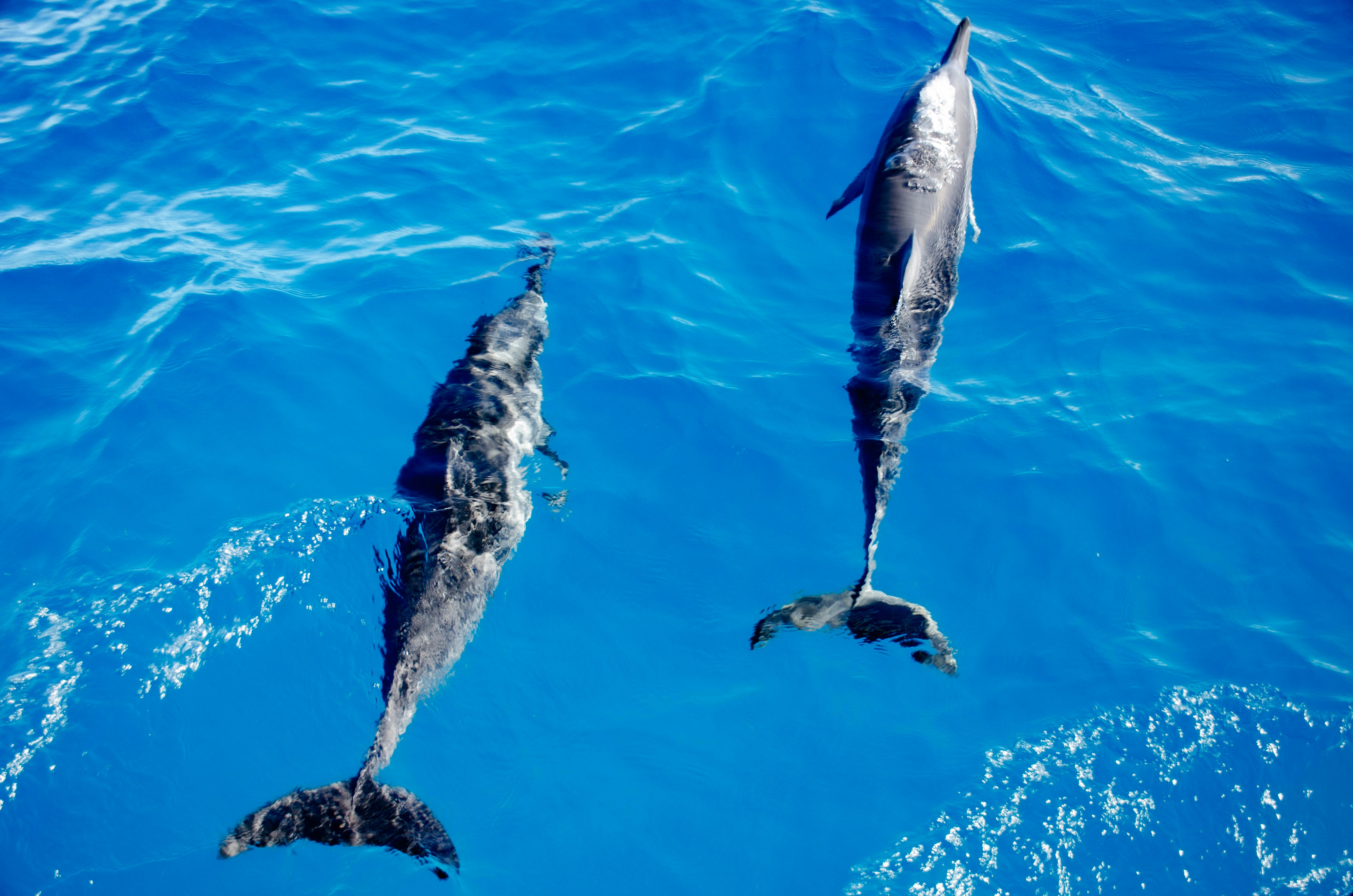 a group of dolphins swimming in the ocean