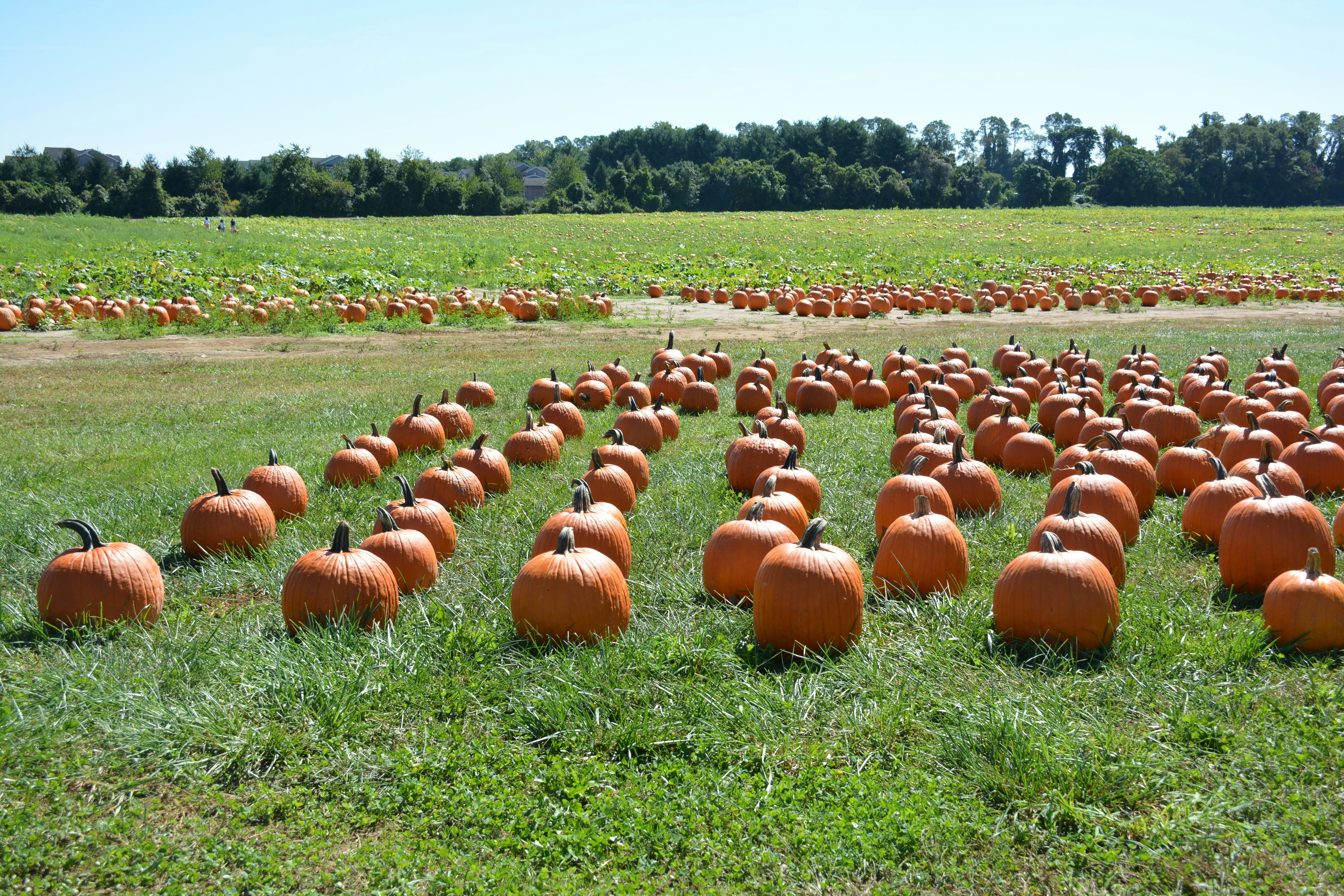 A field full of pumpkins sitting on top of a lush green field photo ...