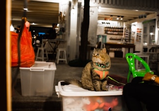 A fluffy cat wearing a colorful harness sits on a white plastic container outdoors in what appears to be a cafe or an outdoor seating area. The background includes a green plastic chair, a red plastic bag, and parts of a cafe interior with tables and shelves.