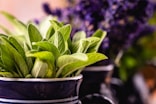 a close up of a potted plant with green leaves