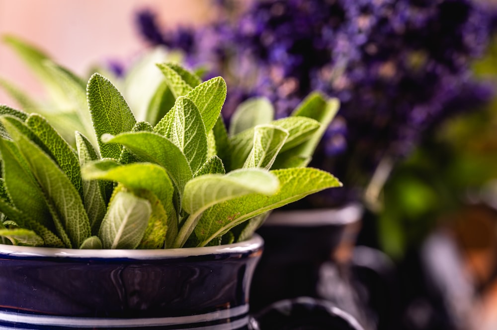 a close up of a potted plant with green leaves