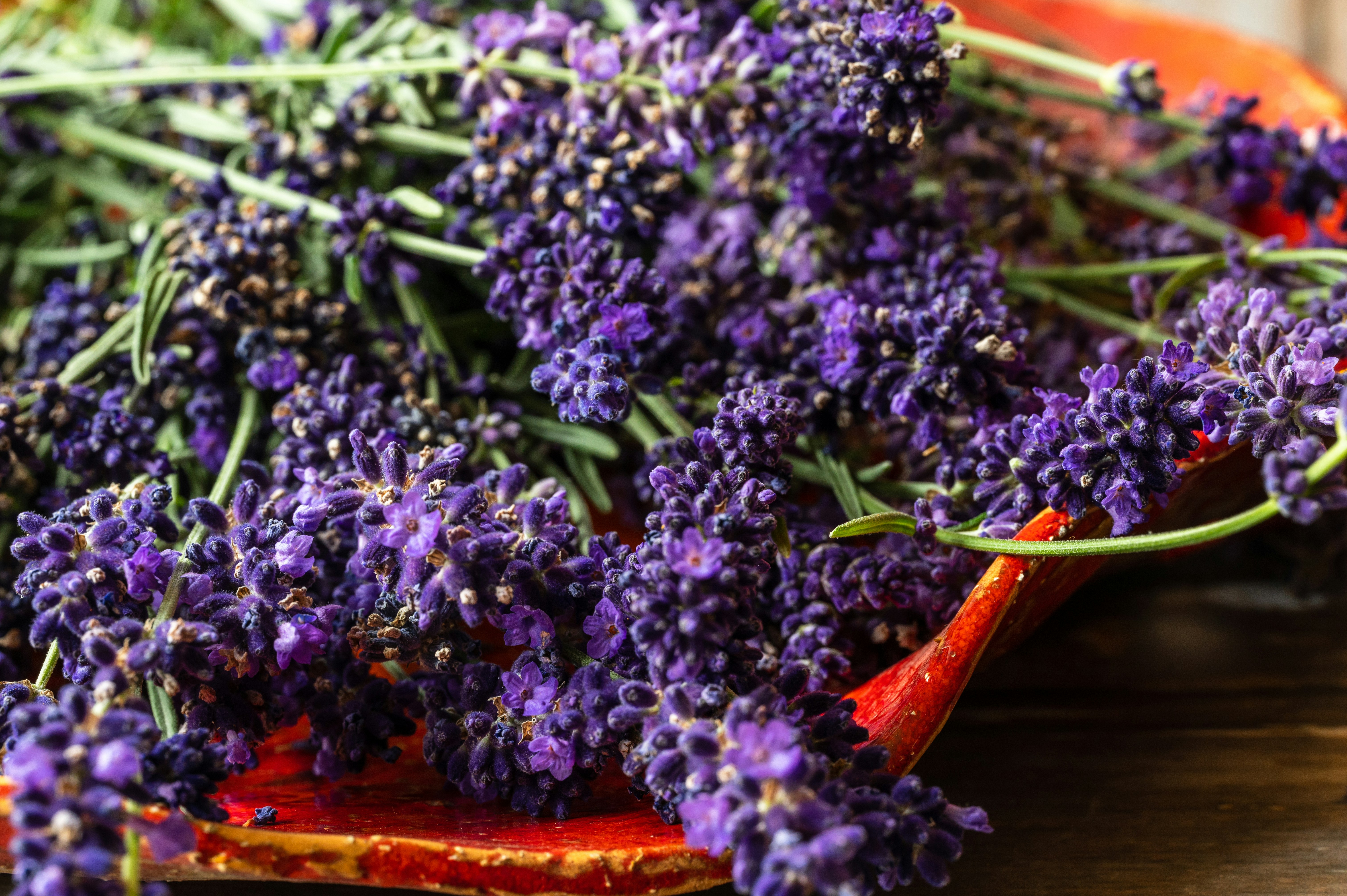 Lavender tea consumption shows potential for misophonia symptom improvement in small RCT