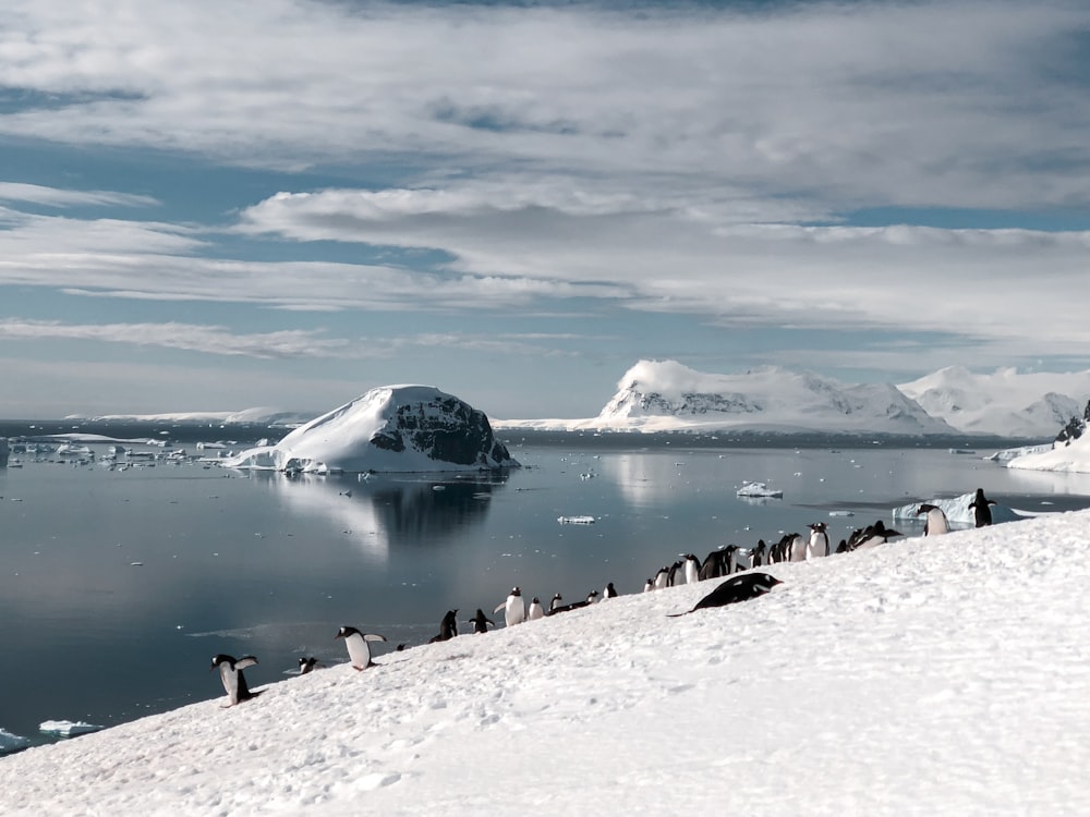 a group of penguins standing on top of a snow covered slope