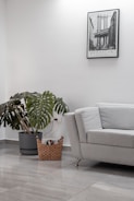 a living room with a couch and a potted plant