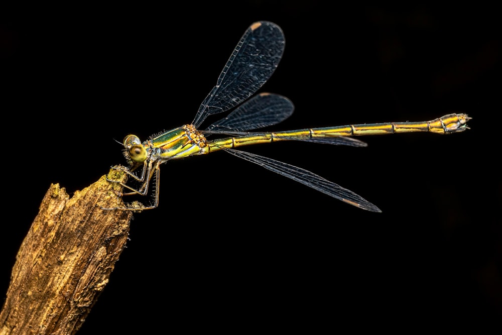 a yellow and black dragonfly sitting on top of a plant