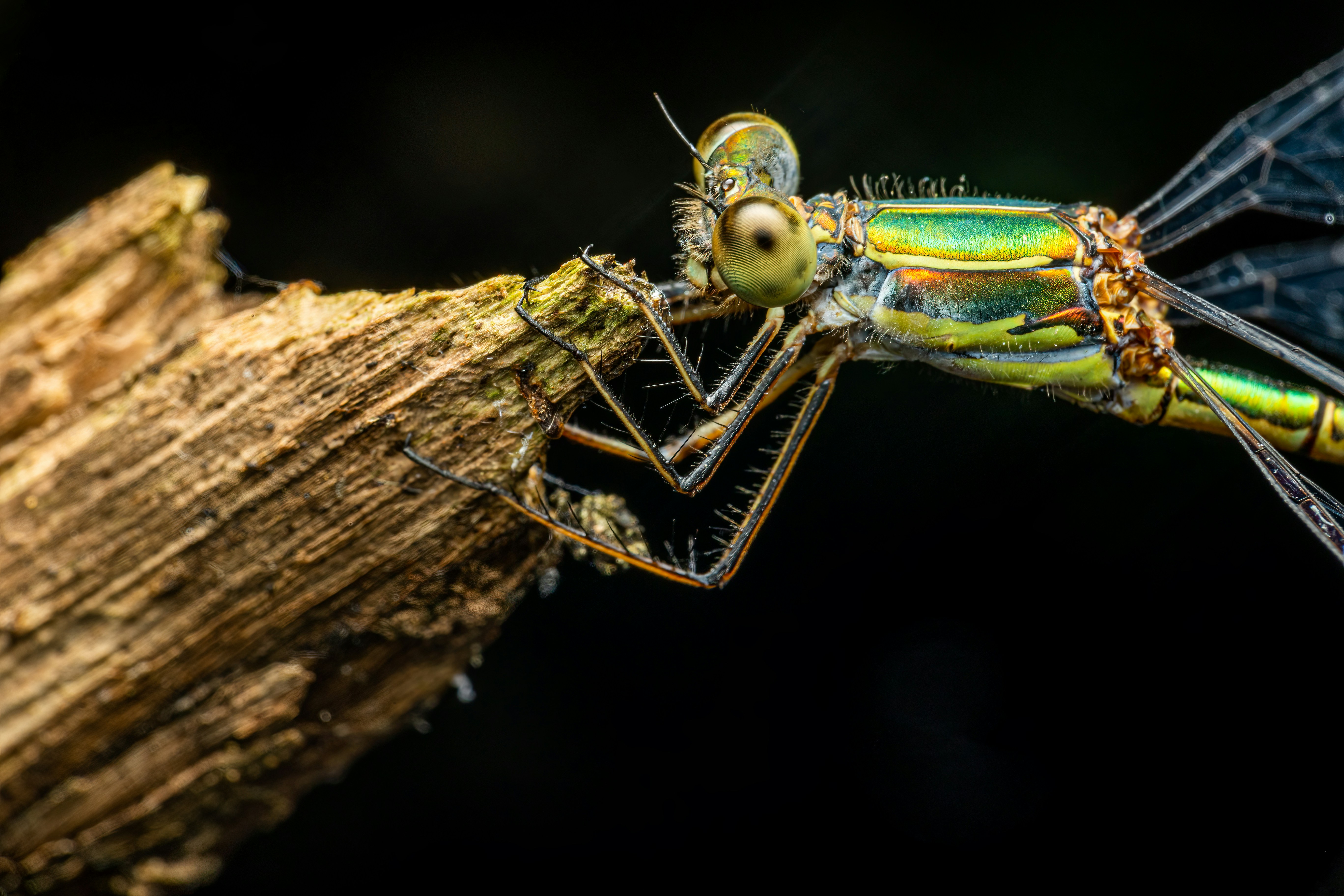 A close up of a dragonfly on a tree branch photo – Free Background ...