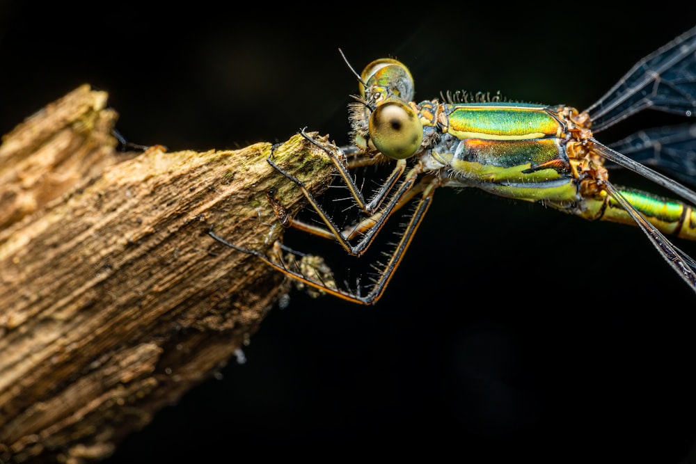 a close up of a dragonfly on a tree branch